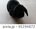 黒うさぎ　ホーランドロップ 95294872