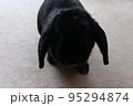 黒うさぎ　ホーランドロップ 95294874