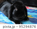 黒うさぎ　ホーランドロップ 95294876