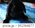 黒うさぎ　ホーランドロップ 95294877