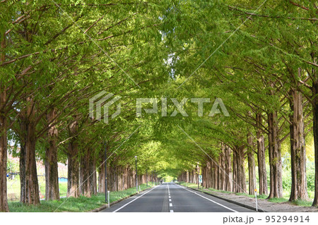 10月の滋賀県高島市のメタセコイア並木道が美しい 95294914