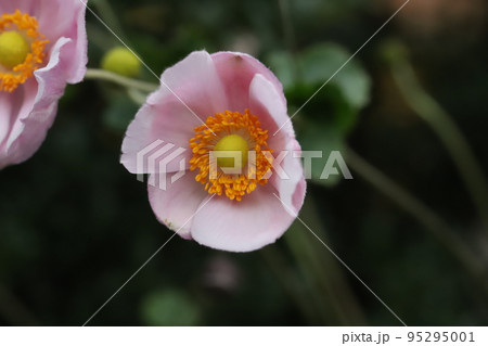 日本の秋の庭に咲く薄桃色のシュウメイギクの花 日本の秋の庭に咲く薄桃色のシュウメイギクの花 95295001