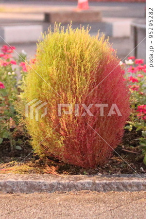 紅葉途中のコキア 紅葉途中のコキア 95295282