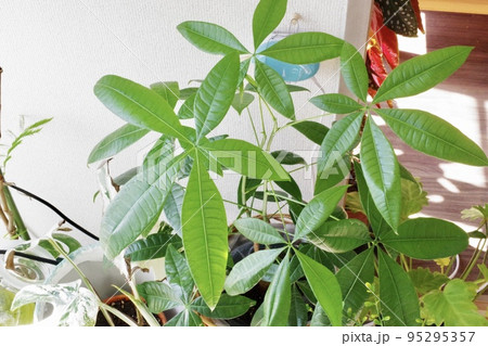 観葉植物パキラの横向きの写真① 観葉植物パキラの横向きの写真① 95295357