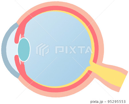 眼球(断面) 眼球(断面) 95295553