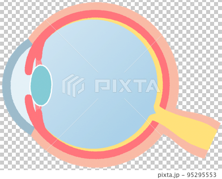 眼球(断面) 眼球(断面) 95295553