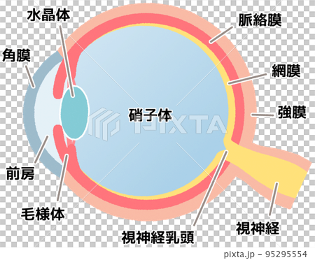 eyeball (illustration) eyeball (illustration) 95295554