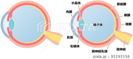 眼球(図解) 95295556
