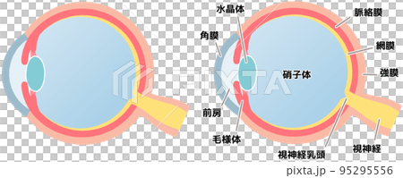 眼球(図解) 95295556