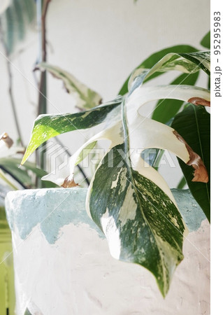 斑入りモンステラの1枚の葉の縦向きの写真② 斑入りモンステラの1枚の葉の縦向きの写真② 95295983