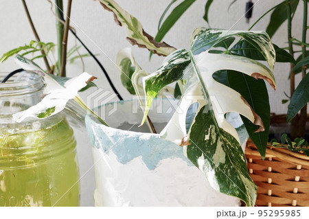斑入りモンステラの葉の横向きの写真① 斑入りモンステラの葉の横向きの写真① 95295985