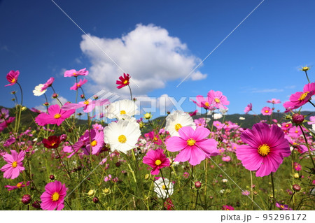 コスモス4288 95296172