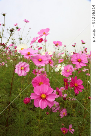 コスモス4090 95296214