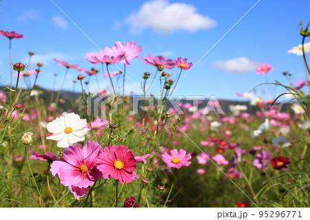 コスモス3759 コスモス3759 95296771