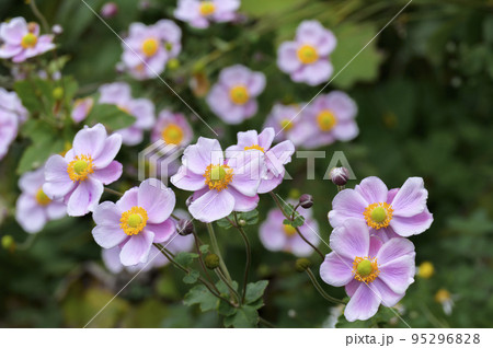 シュウメイギク（秋明菊） 95296828