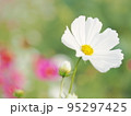 コスモス 95297425