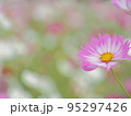 コスモス 95297426