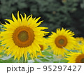 向日葵 95297427