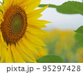 向日葵 95297428