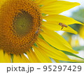 向日葵 95297429
