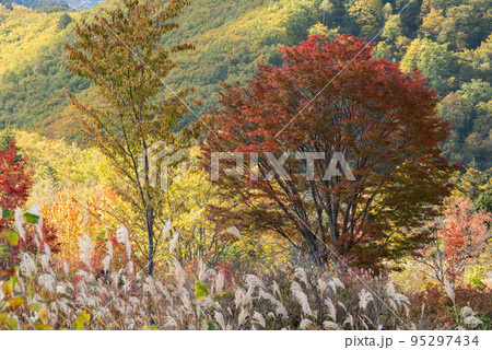 長野県乗鞍高原 長野県乗鞍高原 95297434