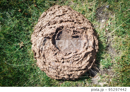 Cow excrement in the meadow 95297442