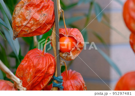 ホオズキの実 ホオズキの実 95297481
