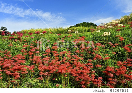 秩父横瀬町の寺坂棚田に咲くヒガンバナと青空に雲 95297611