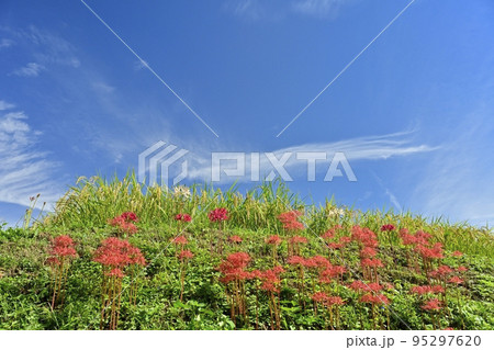 秩父横瀬町の寺坂棚田に咲くヒガンバナと青空に雲 95297620