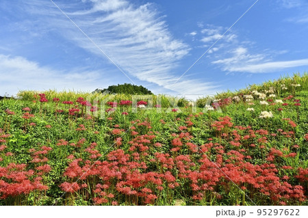 秩父横瀬町の寺坂棚田に咲くヒガンバナと青空に雲 95297622