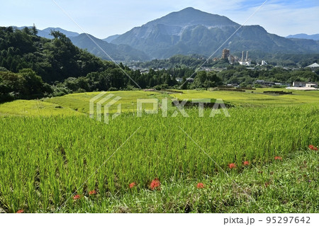 秩父横瀬町の寺坂棚田と武甲山 秩父横瀬町の寺坂棚田と武甲山 95297642
