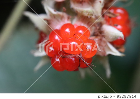 フユイチゴの実 95297814