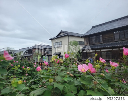 芙蓉の花と小江戸佐原の街並み 芙蓉の花と小江戸佐原の街並み 95297858