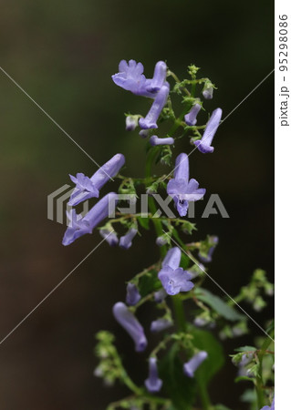サンインヒキオコシの花 サンインヒキオコシの花 95298086