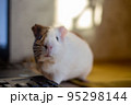 Little guinea pig in home office pet care 95298144