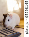 Little guinea pig in home office pet care 95298145