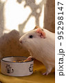 Little guinea pig in home office pet care 95298147