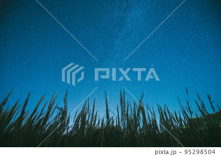 Bottom view of beautiful night starry sky from green grass in summer. Night stars above meadow in august month 95298504