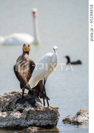 Small white heron, or Little egret, Egretta garzetta, and Great cormorant, Phalacrocorax carbo, sitting on a cliff and looking for fish in shallow water 95298658