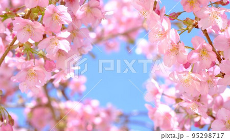 青空に咲く桜 青空に咲く桜 95298717