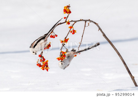 雪の妖精　シマエナガ 95299014