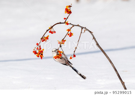 雪の妖精　シマエナガ 95299015