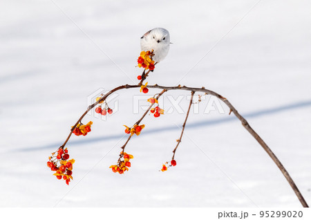 雪の妖精　シマエナガ 95299020