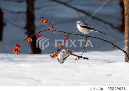雪の妖精　シマエナガ 95299028