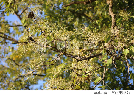 晩秋に、黒い小さな実をつける、ハリギリ 晩秋に、黒い小さな実をつける、ハリギリ 95299937