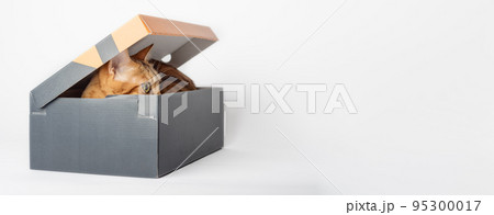 Portrait of a funny cat looking out of a box on a white background. 95300017