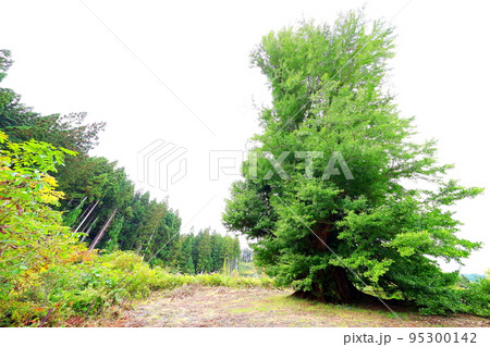 青森県十和田市の法量のイチョウ 青森県十和田市の法量のイチョウ 95300142