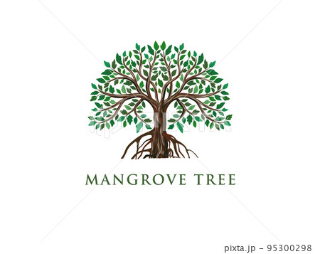 mangrove tree 95300298