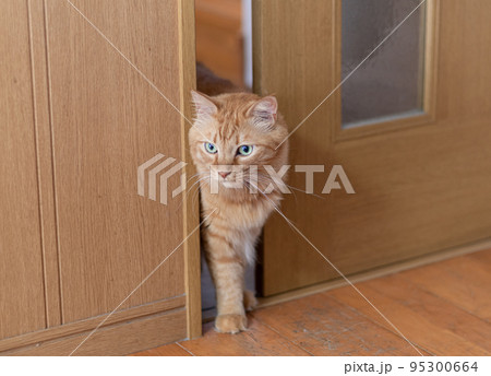 ドアの隙間から顔を出す猫 茶トラ猫 ドアの隙間から顔を出す猫 茶トラ猫 95300664