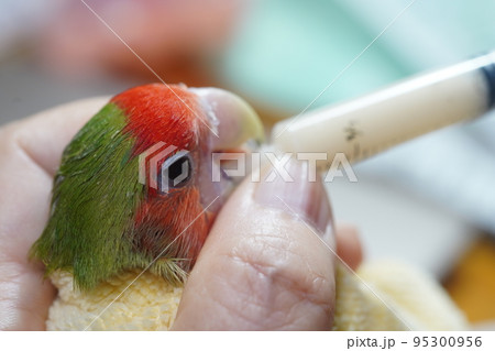 獣医 獣医師 鳥綱 95300956